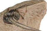 Kettneraspis Trilobite With Long Occipital - Lghaft, Morocco #357354-1